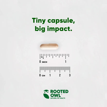 Immune Support